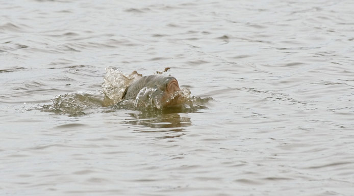 Carp with the head above water