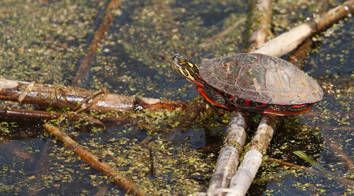 Tortue peinte sur des tiges au-dessus de l’eau