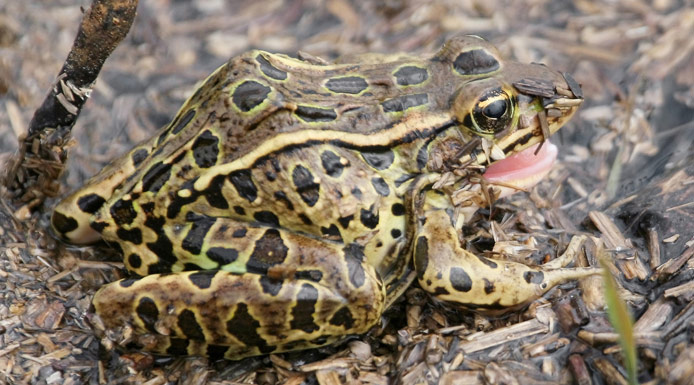 Grenouille léopard dans un marais