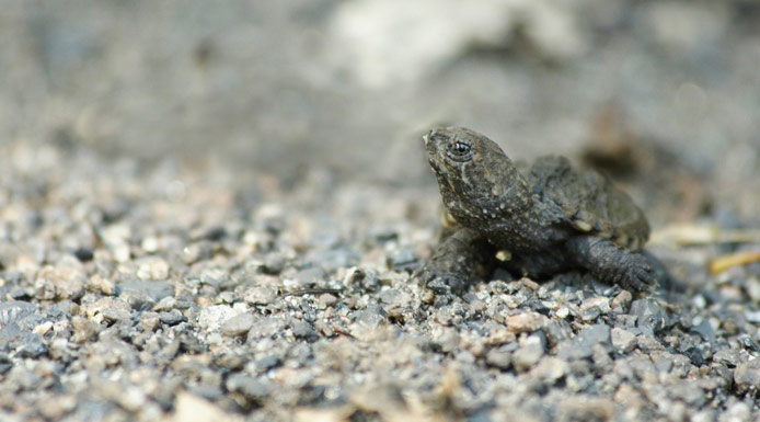 Jeune tortue serpentine marchant sur la berge.