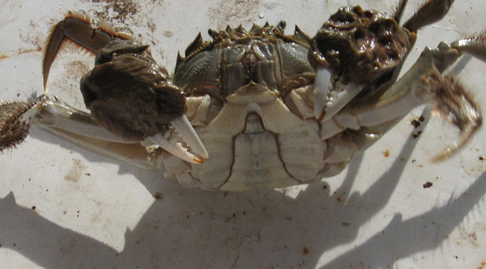 Crabe chinois à mitaines vu de face
