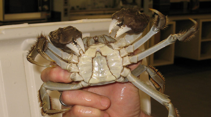 Chinese mitten crab seen from below