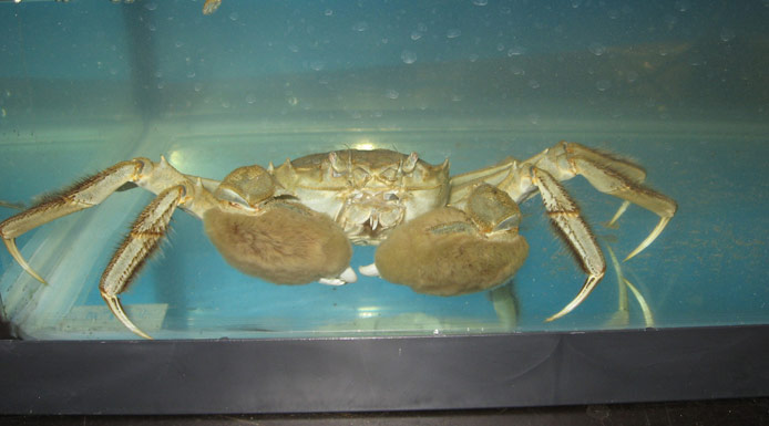 Crabe chinois à mitaines montrant ses pinces
