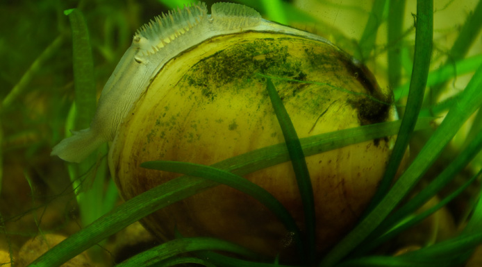 Lampsilis mussel surrounded by aquatic plants.