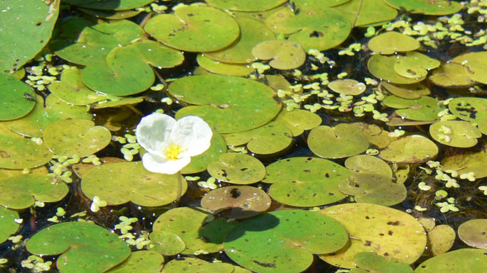 Une fleur blanche et plusieurs feuilles d’hydrocharide grenouillette sur l’eau