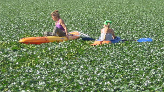 Two girls in kayacks on a river covered with leaves of European water chestnut.