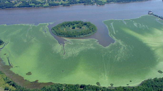 Vue aérienne montrant la surface de la rivière recouverte par les feuillles de châtaigne d’eau