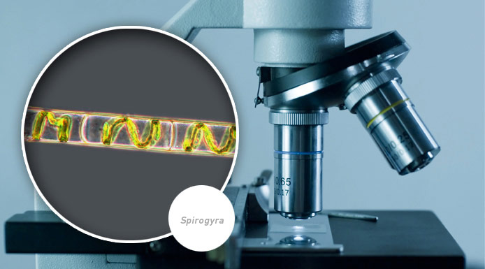 Photo prise au microscope de l’algue Spirogyra