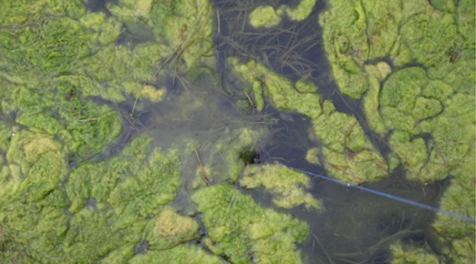 Amas d’algues vertes flottant sur l’eau.