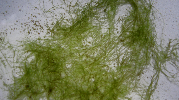 Plusieurs algues Cladophora