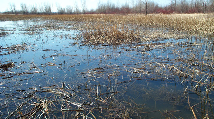 Aquatic plants in a flooded area in spring.