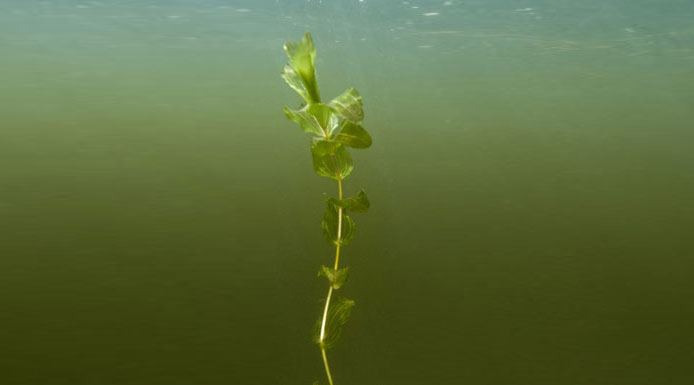 Potamot de Richardson sous l’eau