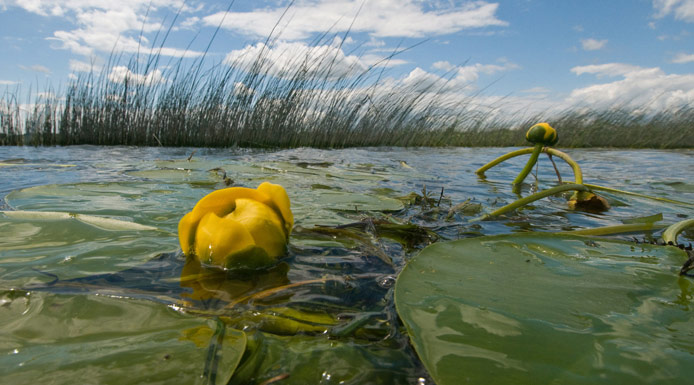 Fleurs et feuilles de nénuphar vues de près