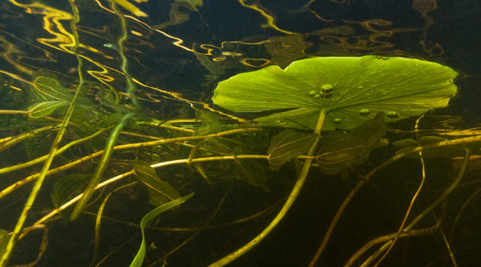 Feuille de nénuphar vue sous la surface de l’eau