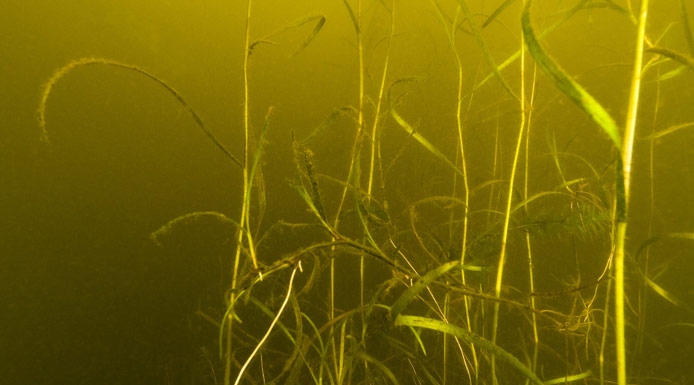 Algues accrochées aux plantes aquatiques sous la surface de l’eau