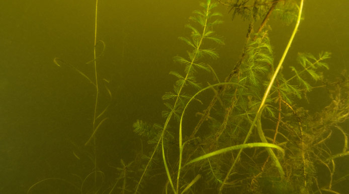 Myriophylle à épi sous la surface de l’eau