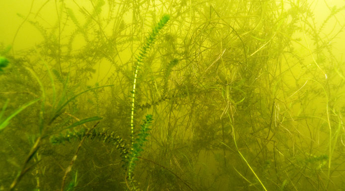 Enchevêtrement de plantes submergées