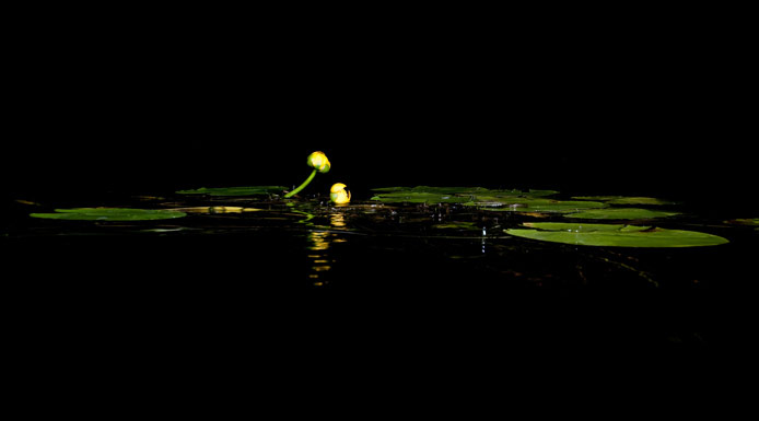 Two yellow flowers of Pond-lily on the water