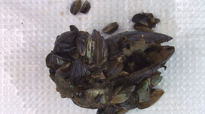 Plusieurs moules en paquet