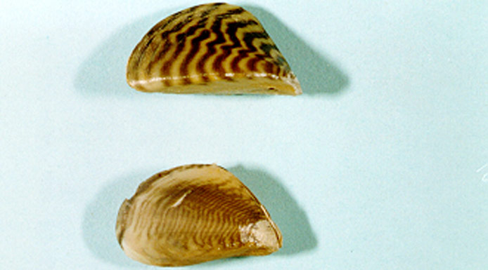 A zebra mussel on top and a quagga mussel in the bottom of the photo