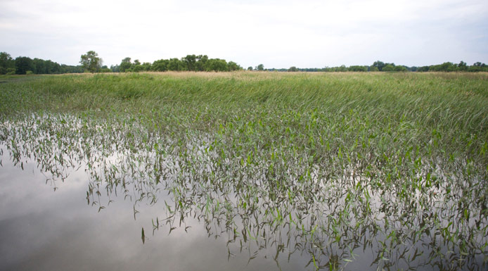 Emergent aquatic plants and trees in the background