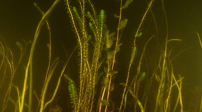 Aquatic plants under the water surface