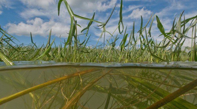 Tiges de Sagittaires vues sous l’eau et feuilles vues au-dessus de l’eau