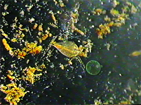 Vidéo filmée au microscope montrant un cladocère qui cherche à manger une colonie d’algues Volvox.