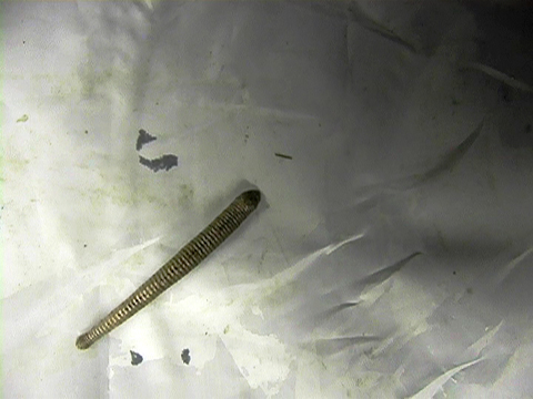 Video of the movements of a leech on a white surface