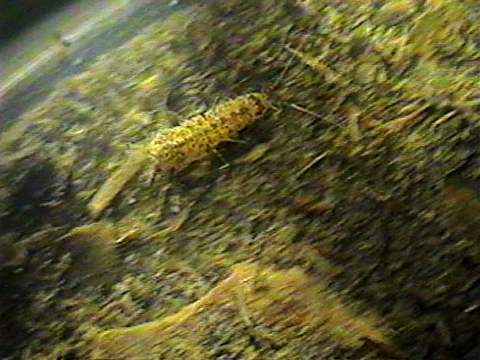 Video filmed under a microscope showing the movements of an isopod