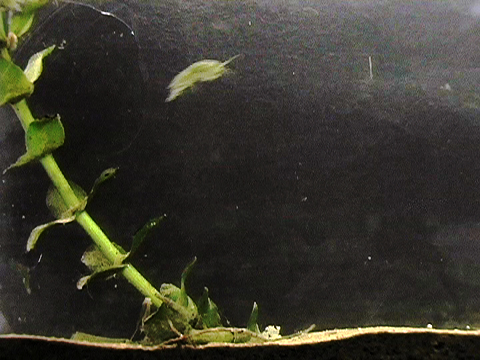 Video of the movements of an amphipod in an aquarium