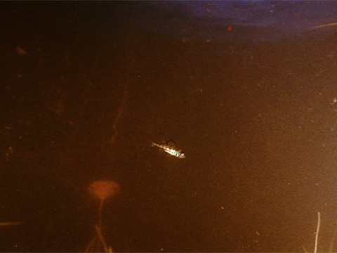 Vidéo filmée sous l’eau montrant une petite perchaude qui nage dans le fleuve Saint-Laurent.