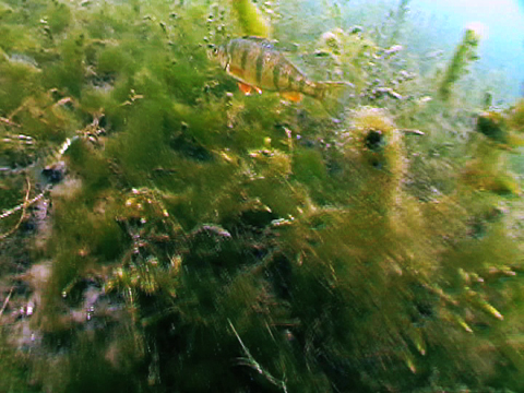 Vidéo filmée sous l’eau montrant plusieurs grosses perchaudes qui nagent dans le fleuve Saint-Laurent.
