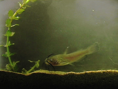 Video of a young Bullhead swimming in an aquarium.