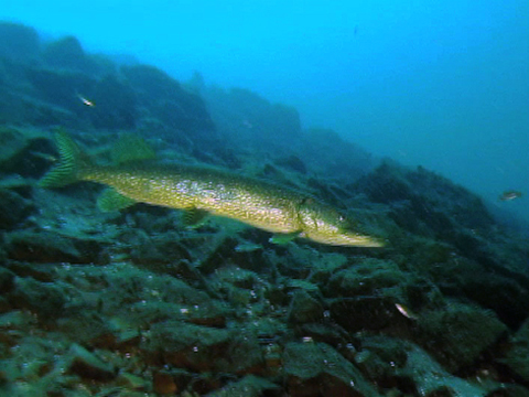 Vidéo filmée sous l’eau montrant un brochet qui nage dans le fleuve Saint-Laurent.