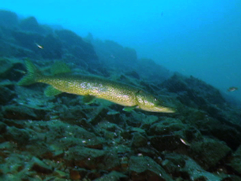 Vidéo filmée sous l’eau montrant un brochet qui nage dans le fleuve Saint-Laurent.