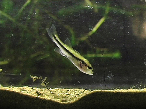 Video showing the movements of a Largemouth Bass and a damselfly larva in an aquarium.