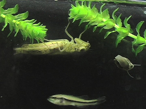 Video showing the movements of a Largemouth Bass and a dragonlfly larva in an aquarium.