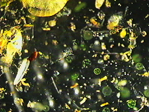 Vidéo filmée au microscope du phytoplancton