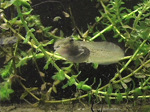 Vidéo montrant un têtard de grenouille léopard nageant dans un aquarium.