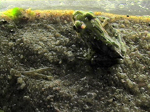 Vidéo montrant une petite grenouille léopard en vue dorsale dans un aquarium.