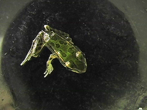 Vidéo montrant une petite grenouille léopard en vue dorsale sur une vitre.