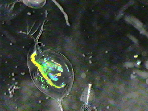 Vidéo filmée au microscope montrant des Daphnia et un Diaphanosoma.