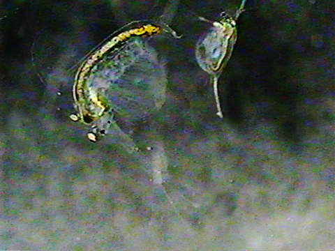 Vidéo filmée au microscope montrant des Cladocères.