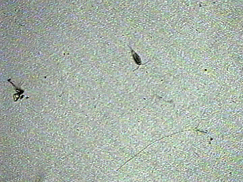 Vidéo filmée au microscope montrant un copépode cyclopoïde.