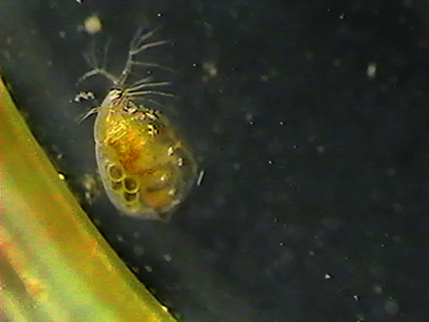 Video filmed under a microscope of a cladoceran.