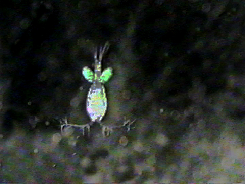 Video filmed under a microscope of a copepod