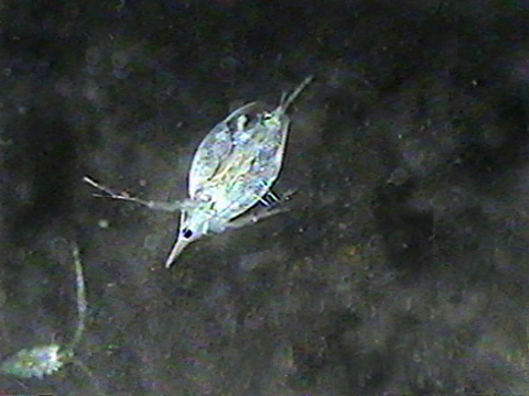 Vidéo filmée au microscope montrant une Daphnia.