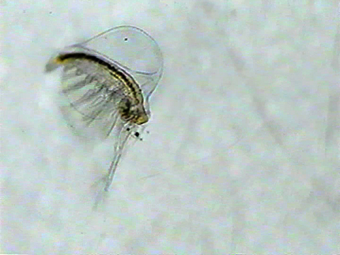 Video filmed under a microscope of a cladoceran.