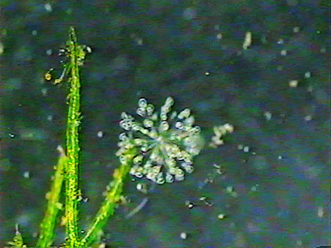 Vidéo filmée au microscope montrant une colonie de rotifères.